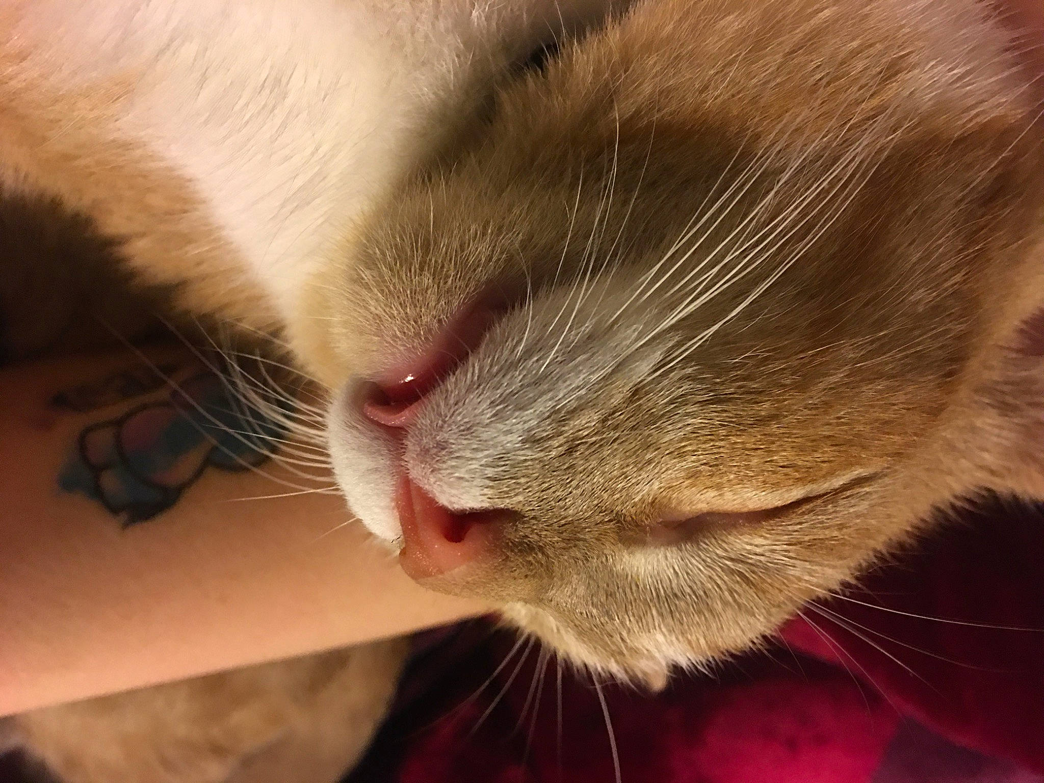 Bubby joined the competition — help win amazing prizes! carnivore, cat, claw, close_up, comfort, domestic_short_haired_cat, ear, eyelash, fang, felidae, fur, nail, nap, nose, paw, sleep, small_to_medium_sized_cats, snout, tail, whiskers