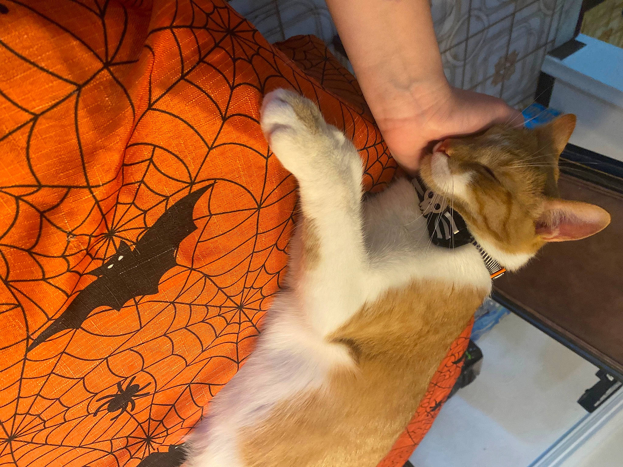 Bubby is registered to the contest to win money with this photo: big_cats, carnivore, cat, claw, comfort, domestic_short_haired_cat, fawn, felidae, flooring, foot, fur, human_leg, lap, leg, pattern, paw, small_to_medium_sized_cats, tail, whiskers, wildlife