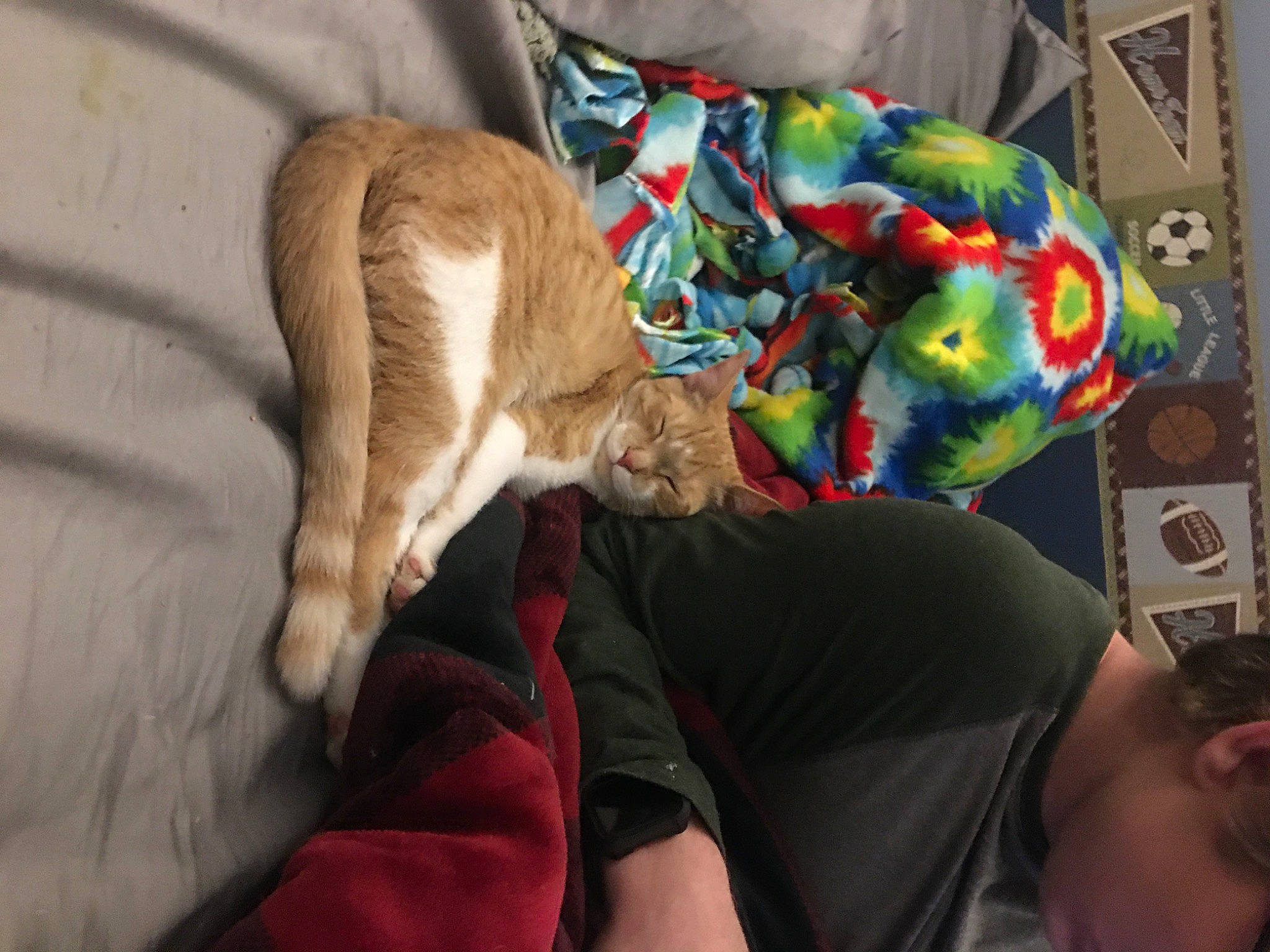 Bubby joined the competition — help win amazing prizes! art, canidae, carnivore, cat, comfort, companion_dog, dog_breed, domestic_short_haired_cat, fawn, felidae, fun, fur, human_leg, lap, small_to_medium_sized_cats, sporting_group, tail, toy, whiskers, wood