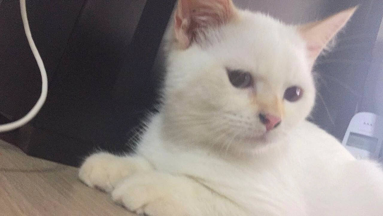 Nougat participe au concours pour gagner de l'argent avec cette photo : asian, burmilla, carnivore, cat, colorpoint_shorthair, domestic_short_haired_cat, eye, felidae, khao_manee, kitten, mammal, nose, ragdoll, skin, small_to_medium_sized_cats, snout, turkish_angora, turkish_van, vertebrate, whiskers
