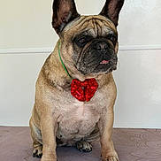 Baby joined the competition — help win amazing prizes! french_bulldog, dog, pet, bow, red_bow, sitting, ears, short_hair, indoor, animal, cute, paw, face, expression, brown, black_nose, tongue, fur, mammal, canine