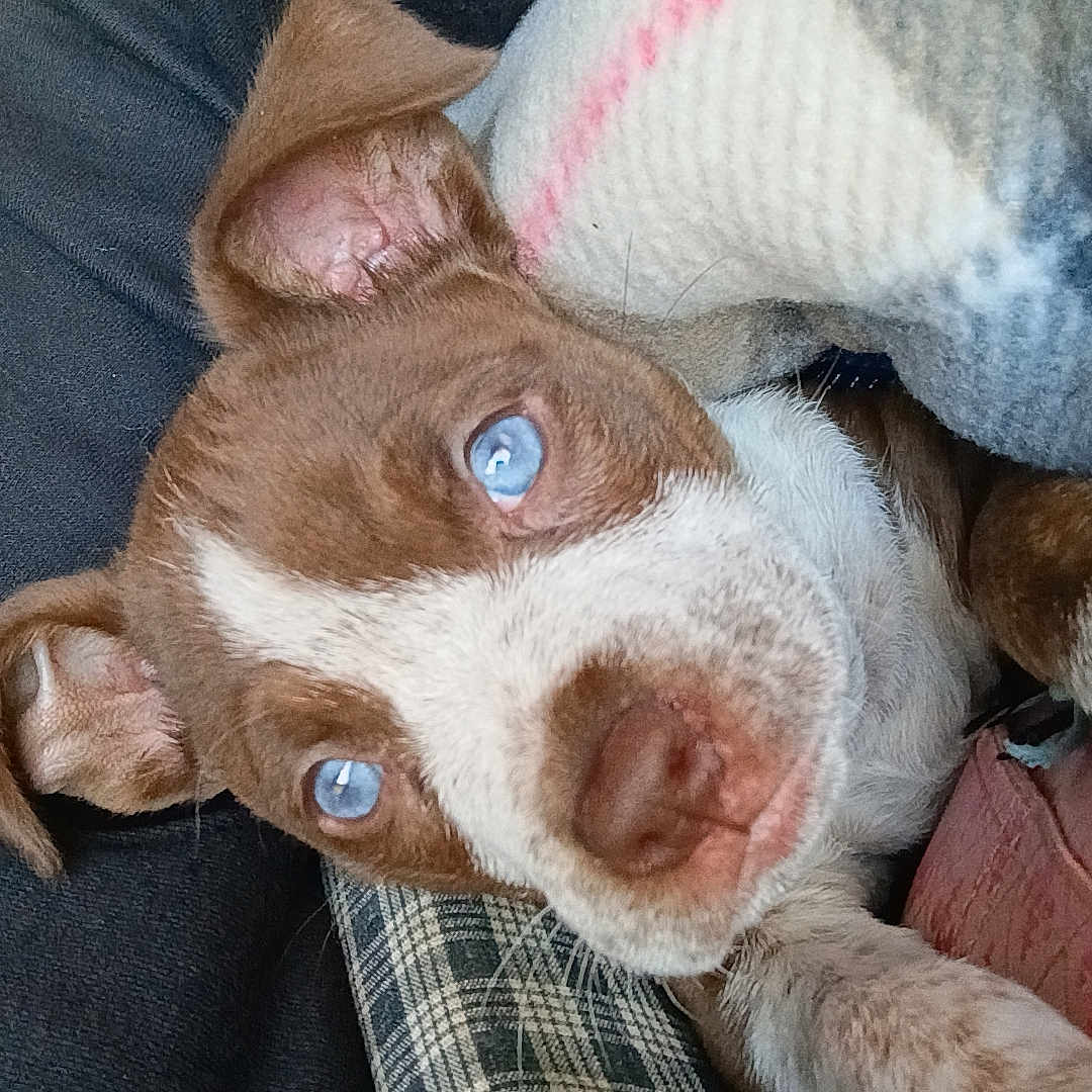 Macaria joined the competition — help win amazing prizes! animal, blanket, blue_eyes, brown_and_white, close_up, cozy, cushion, cute, dog, ears, fur, indoor, paw, pet, plaid, portrait, puppy, resting, snout, young_dog
