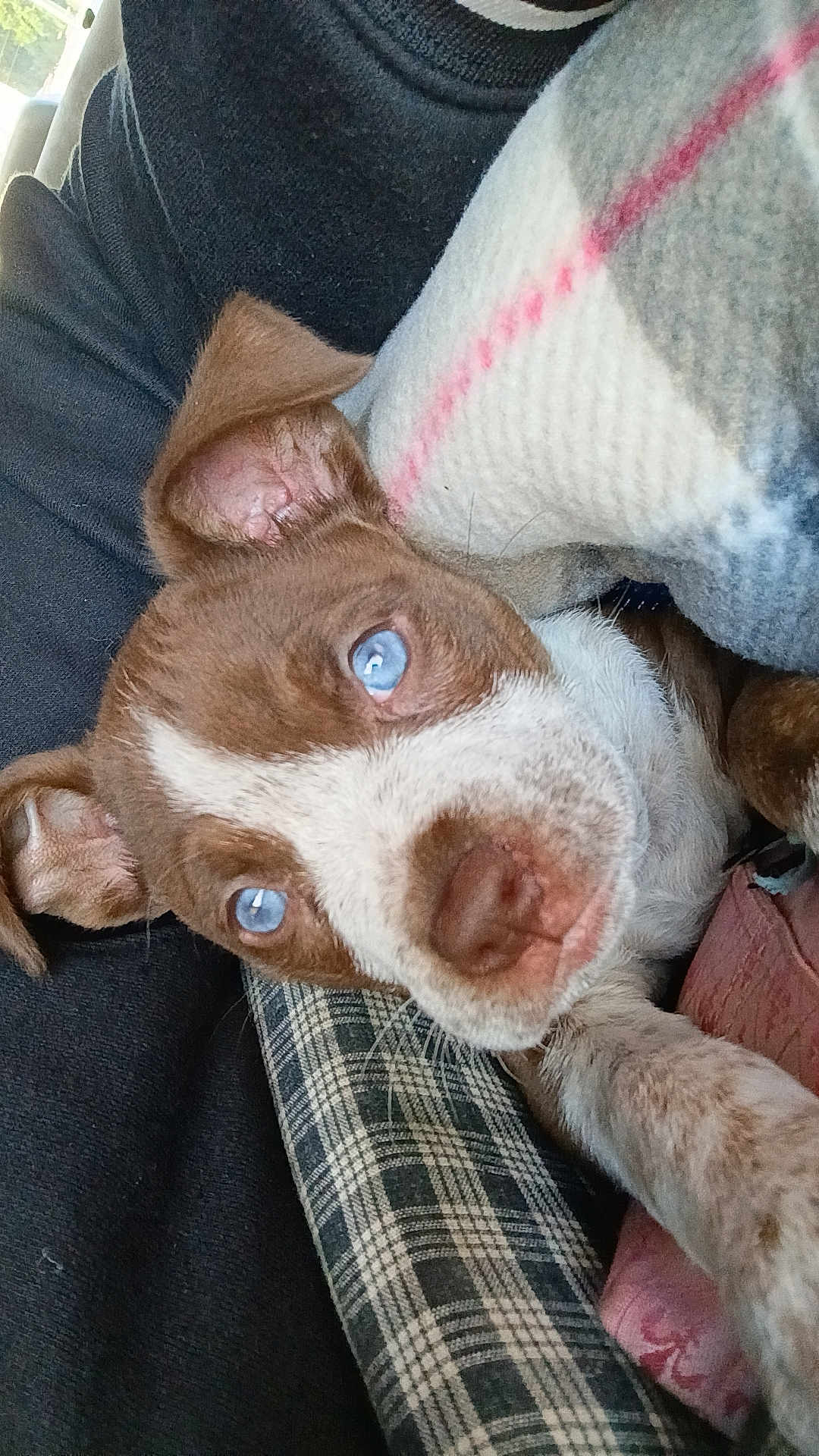 Macaria joined the competition — help win amazing prizes! puppy, dog, blue_eyes, close_up, blanket, plaid, cushion, brown_and_white, fur, pet, cute, indoor, resting, young_dog, animal, snout, ears, paw, cozy, portrait