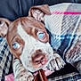 Macaria is registered to the contest to win money with this photo: puppy, dog, blue_eyes, close_up, plaid, blanket, fabric, cozy, cute, pet, playing, soft_focus, ears, nose, paws, leather_strap, indoor, resting, snuggling, young_dog