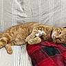 Alfie a rejoint le concours — aidez-le/la à gagner de superbes lots ! cat, orange_tabby, plush_toy, couch, blanket, red_and_black, striped_fur, relaxed, pet, indoor, feline, resting, cozy, soft_texture, whiskers, paws, ears, fur, comfort, domestic_animal