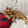 Alfie a rejoint le concours — aidez-le/la à gagner de superbes lots ! cat, orange_tabby, plush_toy, couch, blanket, indoor, pet, feline, relaxed, striped, paw, fur, whiskers, resting, cozy, home, domestic_animal, cute, animal, soft