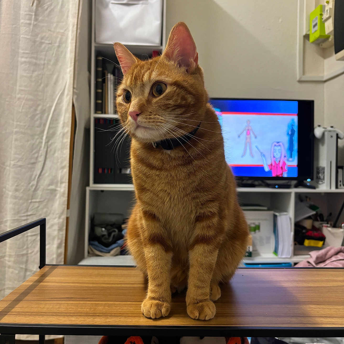 Alfie a rejoint le concours — aidez-le/la à gagner de superbes lots ! cat, ginger_cat, table, indoor, furniture, shelf, television, cartoon, orange_tabby, pet, domestic_cat, wooden_table, living_room, household_items, cozy, sitting, looking_away, cute, collar, domestic_animal