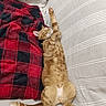 cat, ginger_cat, couch, blanket, red_blanket, black_blanket, stretching, relaxed, indoor, feline, pet, fur, striped, tail, paw, sleeping, cozy, home, resting, soft_fabric