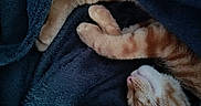 Alfie a rejoint le concours — aidez-le/la à gagner de superbes lots ! cat, orange_tabby, sleeping, cozy, blanket, fur, paws, pet, indoor, resting, cute, animal, nap, warm, soft_texture, relaxation, closeup, feline, comfort, dark_blue