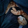 cat, orange_tabby, sleeping, cozy, blanket, fur, paws, pet, indoor, resting, cute, animal, nap, warm, soft_texture, relaxation, closeup, feline, comfort, dark_blue