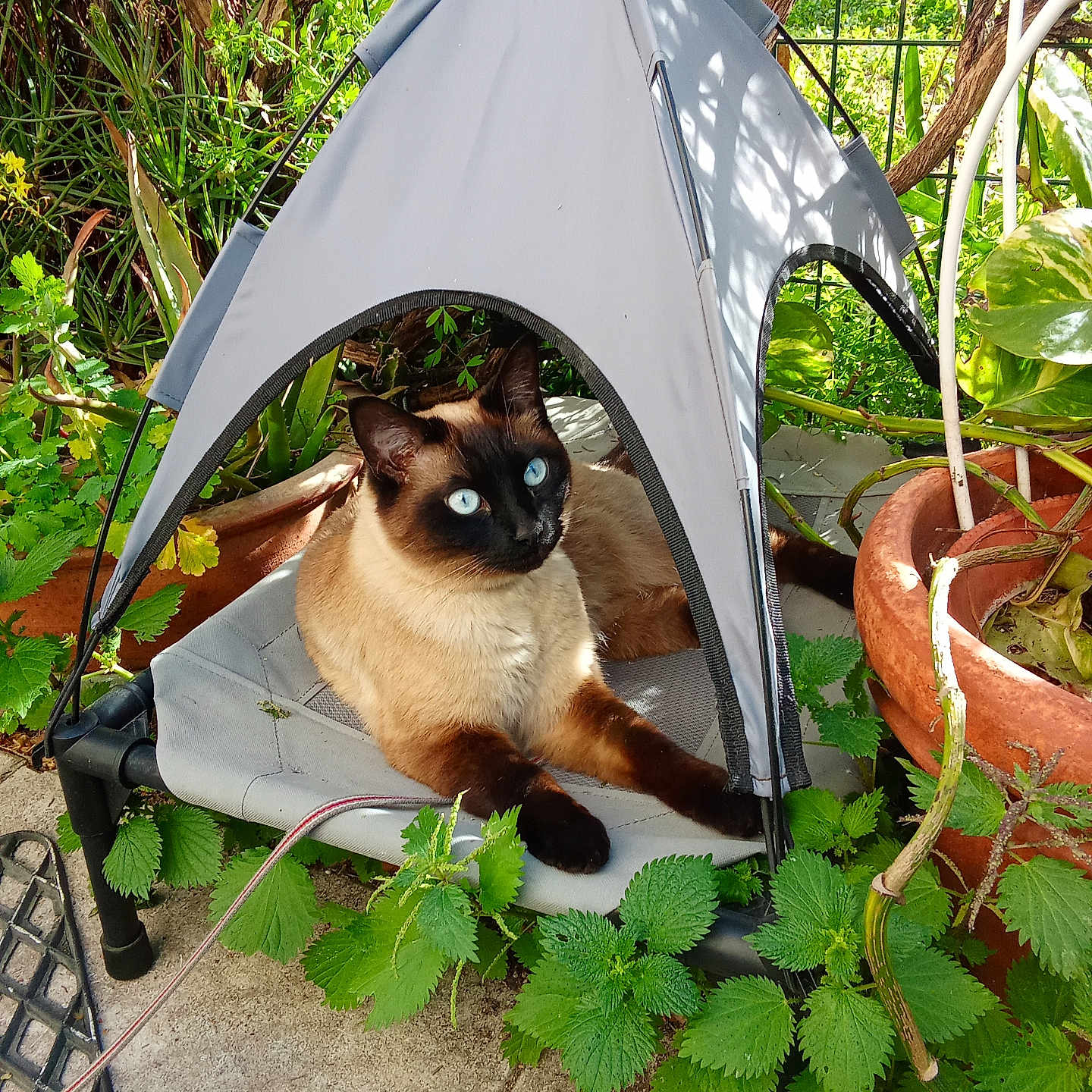 Cappucci a rejoint le concours — aidez-le/la à gagner de superbes lots ! animal, architecture, building, camping, cat, cookware, garden, jar, leaf, nature, outdoors, pet, plant, pot, pottedplant, pottery, shelter, siamese, tent, wood