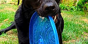 Onyx participe au concours pour gagner de l'argent avec cette photo : dog, black_dog, frisbee, grass, garden, outdoor, pet, playful, animal, canine, toy, greenery, sunlight, fence, nature, closeup, mouth, paw, summer, happy