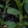 dog, black_dog, eyes, foliage, leaves, green, nature, outdoor, animal, pet, hidden, camouflage, forest, bushes, close_up, watching, mysterious, quiet, wild, quiet_moment