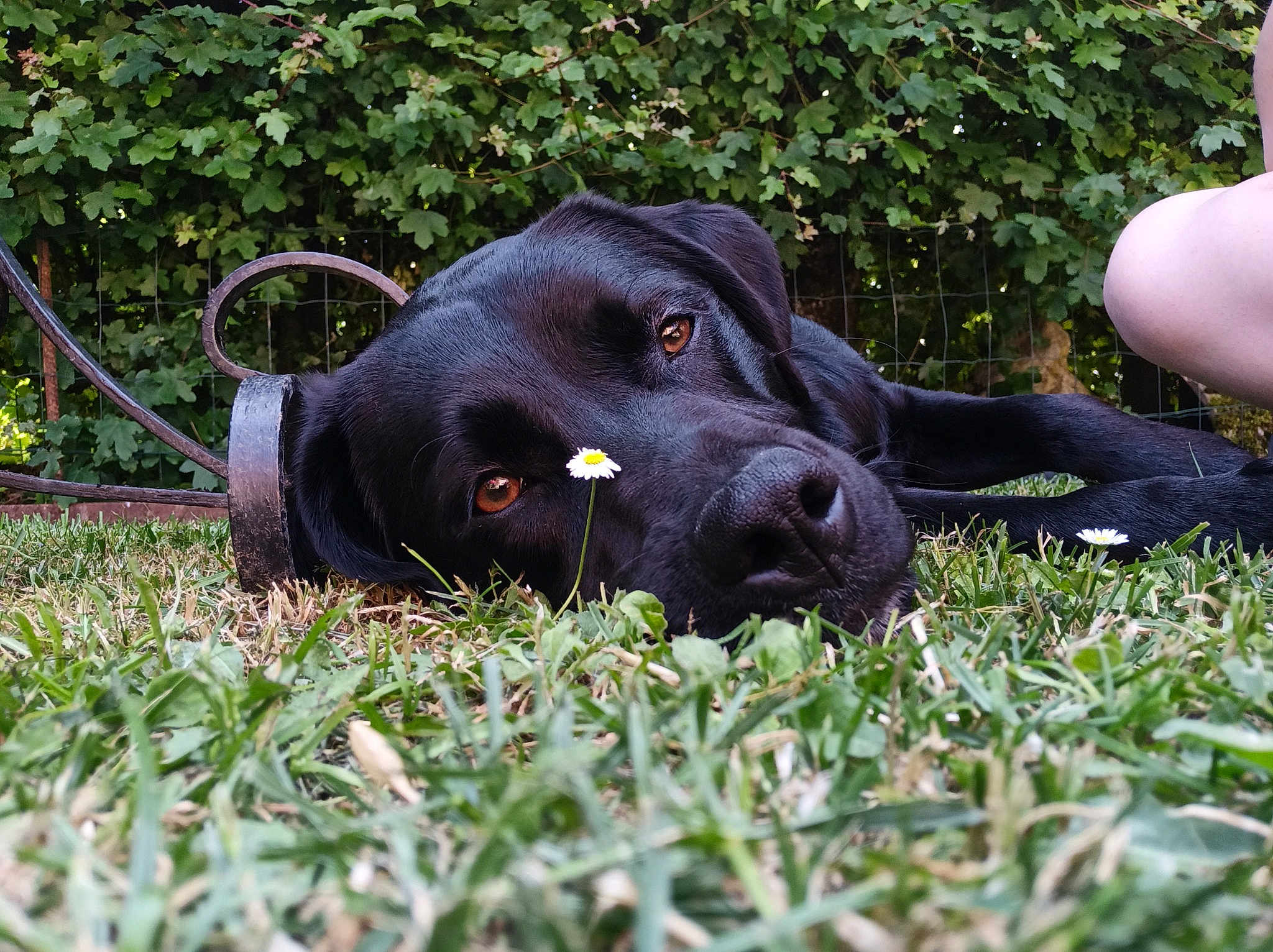 Onyx