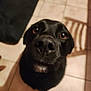 dog, black_dog, close_up, nose, pet, indoor, tile_floor, shadow, chair_shadow, curious, animal, companion, cute, looking_up, portrait, canine, fur, whiskers, domestic_animal, face