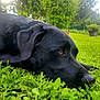 dog, black_dog, grass, outdoor, garden, nature, pet, animal, lying_down, fur, eye, snout, leaf, greenery, peaceful, daylight, close_up, portrait, canine, relaxed