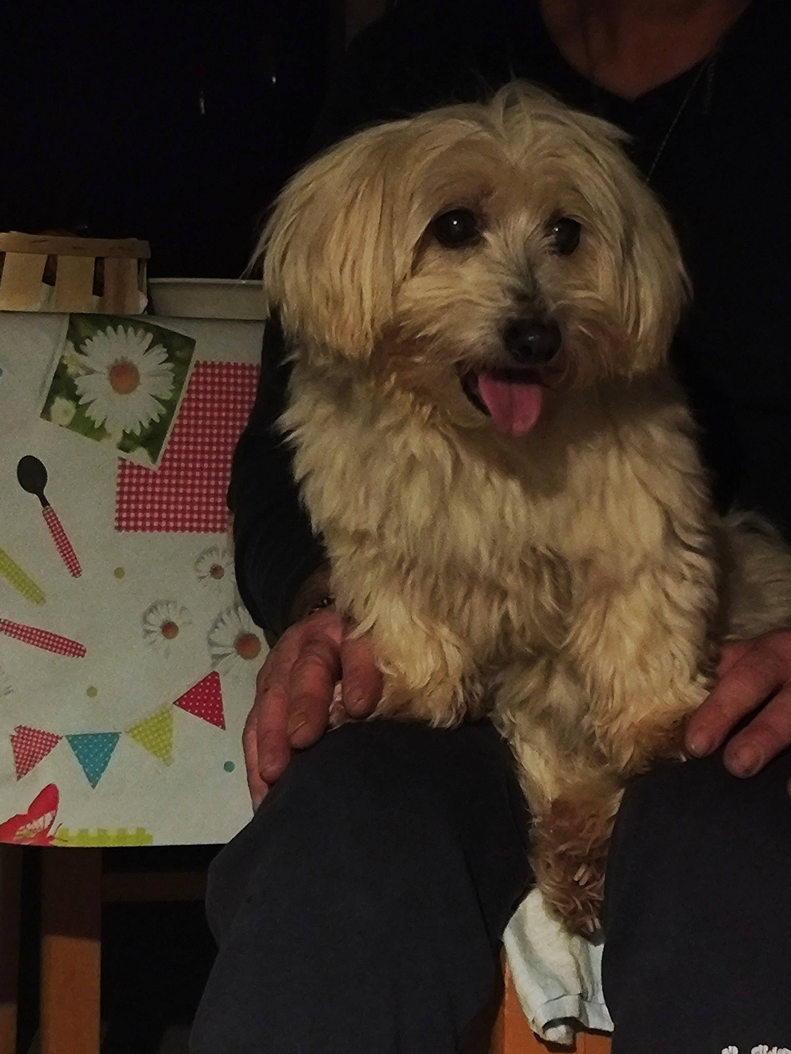 Frimousse participe au concours pour gagner de l'argent avec cette photo : canidae, carnivore, cockapoo, companion_dog, dog, dog_breed, fur, labradoodle, maltepoo, poodle_crossbreed, puppy, puppy_love, shih_poo, small_terrier, snout, sporting_group, terrier, toy_dog, working_animal, yorkipoo