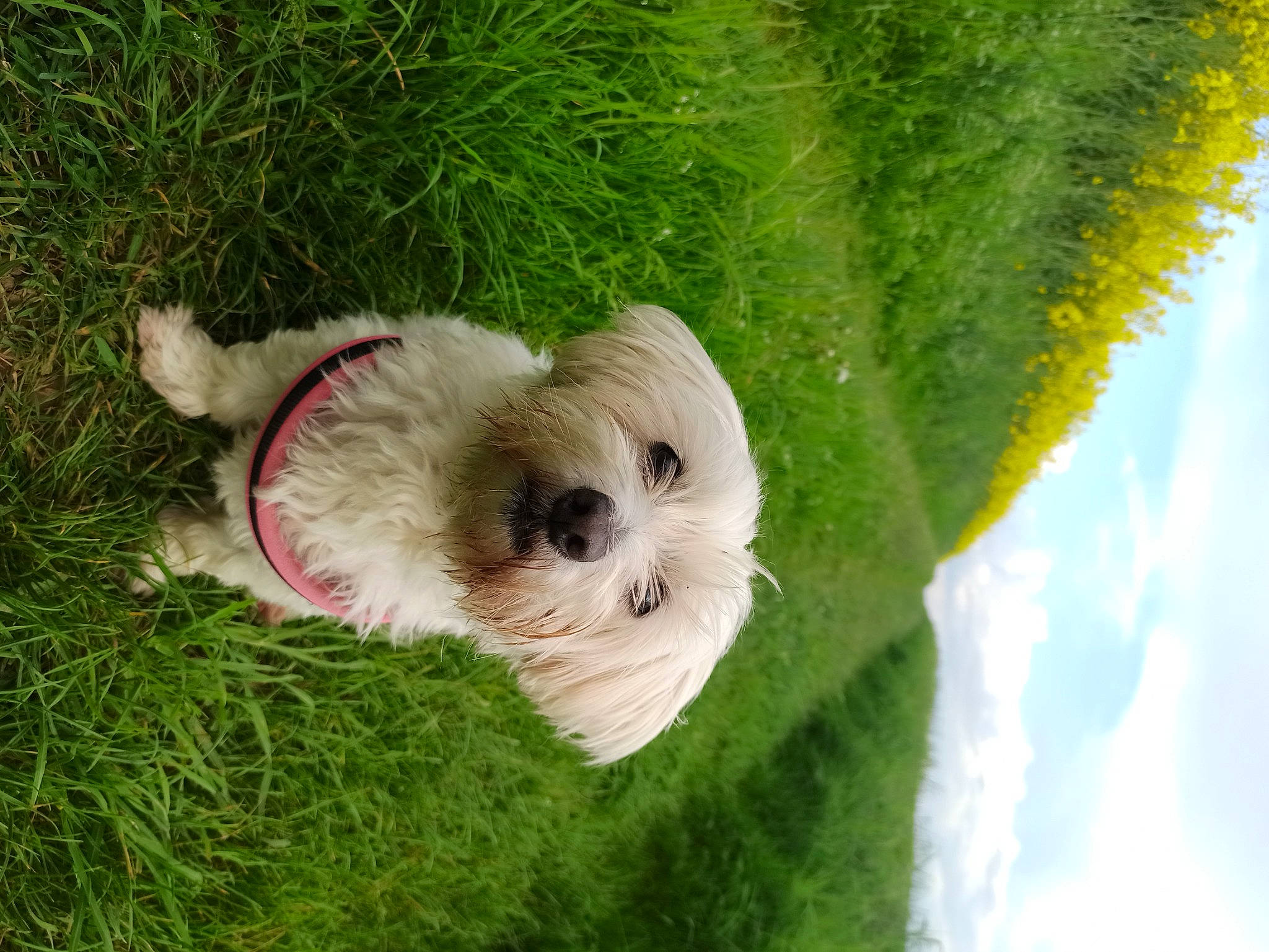 Frimousse participe au concours pour gagner de l'argent avec cette photo : ball, canidae, carnivore, cloud, companion_dog, dog, dog_breed, fawn, fur, grass, plant, sky, snout, sporting_group, tennis_ball, terrier, toy, toy_dog, tree, trunk