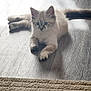 Mia participe au concours pour gagner de l'argent avec cette photo : kitten, cat, animal, pet, floor, wooden_floor, rug, indoor, fur, blue_eyes, cute, small, relaxed, laying, young, whiskers, tail, light, shadow, curious