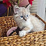 Mia a rejoint le concours — aidez-le/la à gagner de superbes lots ! kitten, cat, blue_eyes, basket, woven, flower, red_flower, indoor, pet, cute, feline, fur, whiskers, paws, resting, closeup, domestic_animal, soft_light, decor, plant