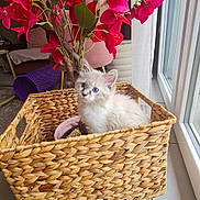 Mia a rejoint le concours — aidez-le/la à gagner de superbes lots ! kitten, cat, basket, woven_basket, indoor, plant, artificial_plant, red_leaves, blue_eyes, curious, cute, furry, pet, floor_tiles, window, natural_light, home, decor, cozy, animal