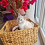 kitten, cat, basket, woven_basket, indoor, plant, artificial_plant, red_leaves, blue_eyes, curious, cute, furry, pet, floor_tiles, window, natural_light, home, decor, cozy, animal