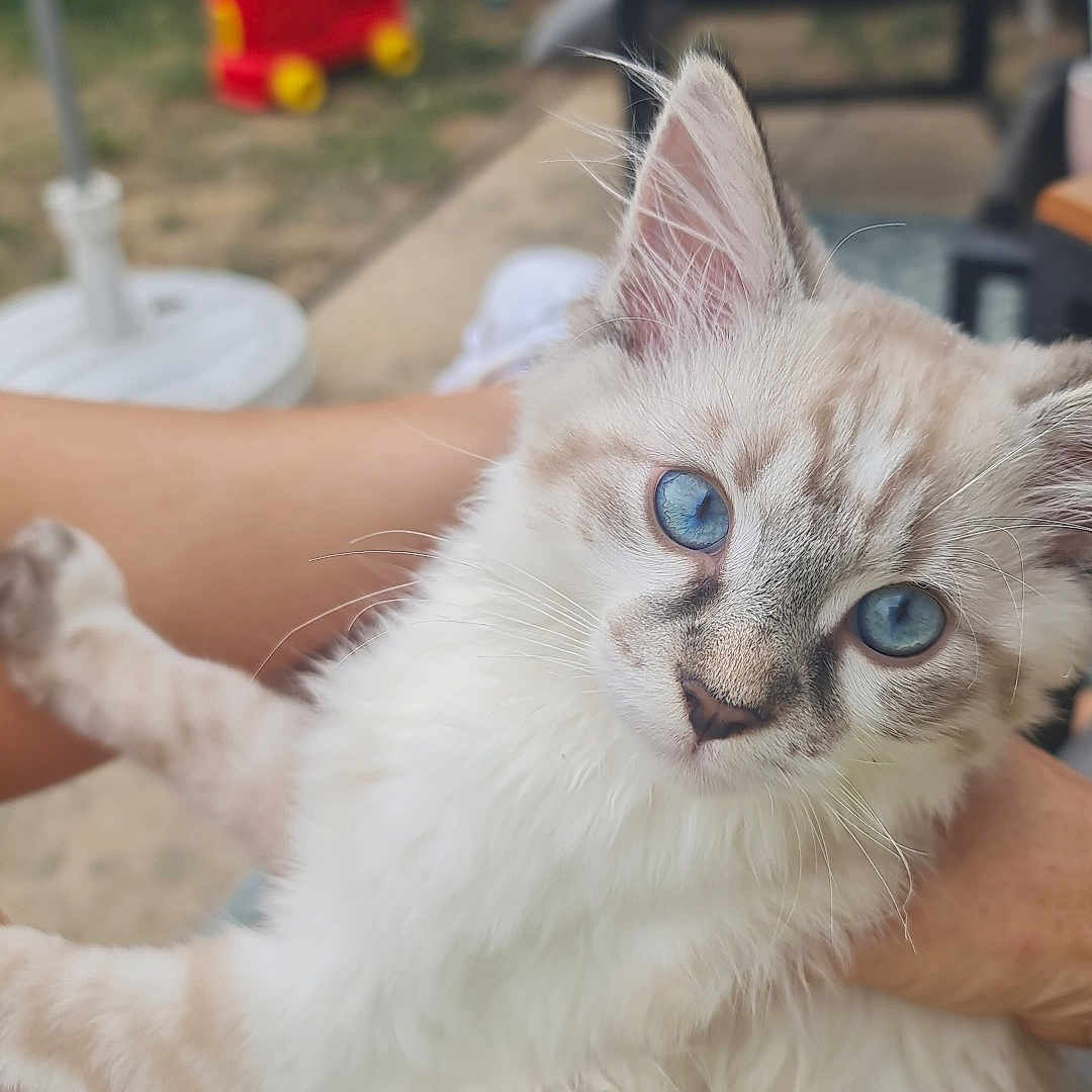Mia participe au concours pour gagner de l'argent avec cette photo : animal, blue_eyes, cat, chair, childrens_toy, close_up, cute, domestic_animal, feline, fluffy, grass, human_arm, kitten, outdoor, pet, relaxed, resting, soft_fur, toys, young_cat
