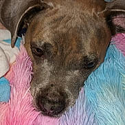 Harley Quinn joined the competition — help win amazing prizes! dog, close_up, resting, blanket, colorful, fluffy, fur, pet, animal, indoor, cozy, brown, face, ears, collar, snout, comfort, relaxed, soft, lying_down