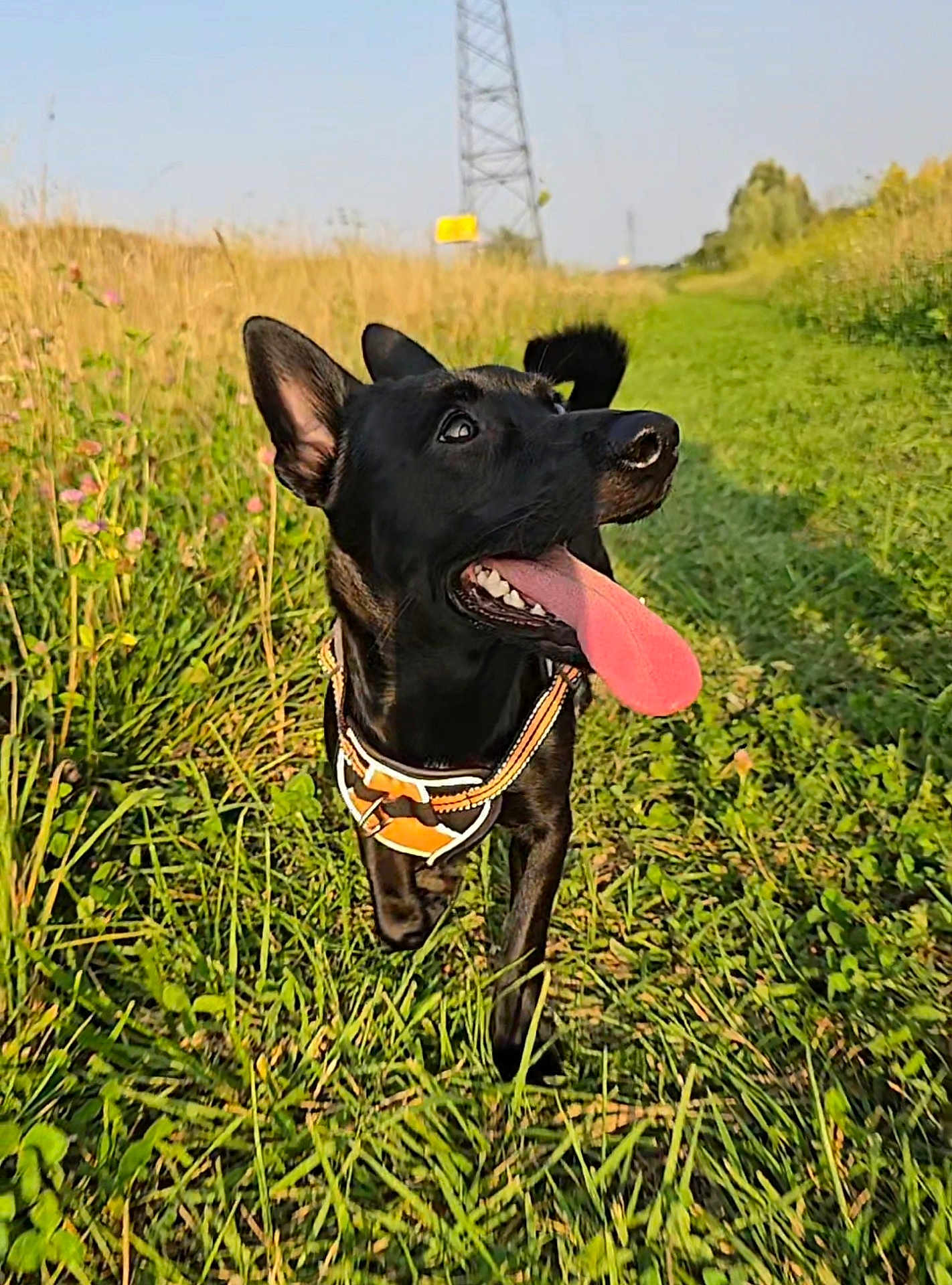 Dooghi a rejoint le concours — aidez-le/la à gagner de superbes lots ! animal, black_dog, blue_sky, canine, daylight, dog, ears_up, excited, field, grass, greenery, happy, harness, nature, outdoor, path, pet, running, sunny, tongue_out