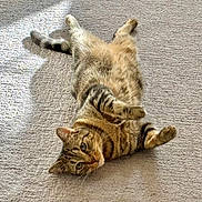 Gage is registered to the contest to win money with this photo: animal, carpet, cat, cozy, cute, domestic, eyes, feline, fur, indoor, lying_down, paws, pet, relaxed, resting, striped, sunlight, tabby, tail, whiskers