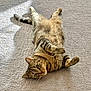 animal, carpet, cat, cozy, cute, domestic, eyes, feline, fur, indoor, lying_down, paws, pet, relaxed, resting, striped, sunlight, tabby, tail, whiskers