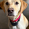 Milo joined the competition — help win amazing prizes! dog, golden_dog, pet, canine, animal, portrait, close_up, floppy_ears, brown_eyes, black_nose, short_fur, golden_fur, collar, harness, indoors, blurred_background, sitting, front_facing, alert, cute
