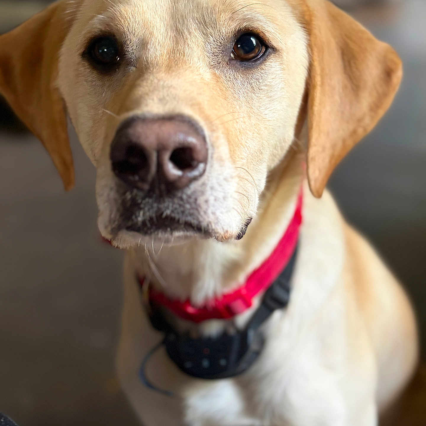 Milo