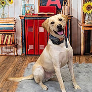 Milo is registered to the contest to win money with this photo: dog, labrador, pet, sitting, smiling, happy, portrait, collar, bow_tie, indoor, classroom, sunflowers, books, lockers, wooden_floor, furry_rug, home_decor, colorful, front_facing, animal