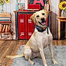 dog, labrador, pet, sitting, smiling, happy, portrait, collar, bow_tie, indoor, classroom, sunflowers, books, lockers, wooden_floor, furry_rug, home_decor, colorful, front_facing, animal