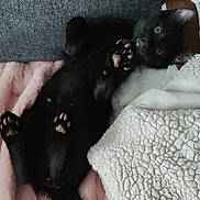 Uky participe au concours pour gagner de l'argent avec cette photo : black_cat, kitten, pet, paw, blanket, fleece, couch, indoor, cute, fur, tail, relaxing, cozy, playful, animal, mammal, whiskers, sleepy, soft, domestic_cat