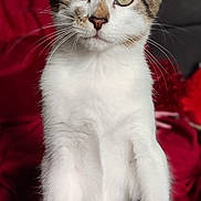 Olaf a rejoint le concours — aidez-le/la à gagner de superbes lots ! cat, tabby, white_fur, green_eyes, pet, animal, sitting, whiskers, ears, indoor, closeup, feline, curious, portrait, fur, paw, domestic_cat, cute, alert, soft_texture
