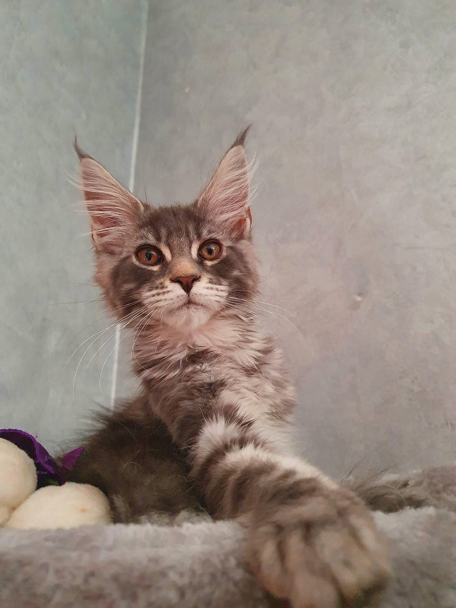 Raichu participe au concours pour gagner de l'argent avec cette photo : aegean_cat, american_wirehair, asian, british_semi_longhair, carnivore, cat, domestic_short_haired_cat, dragon_li, european_shorthair, fawn, felidae, kitten, maine_coon, mammal, norwegian_forest_cat, polydactyl_cat, small_to_medium_sized_cats, tabby_cat, vertebrate, whiskers