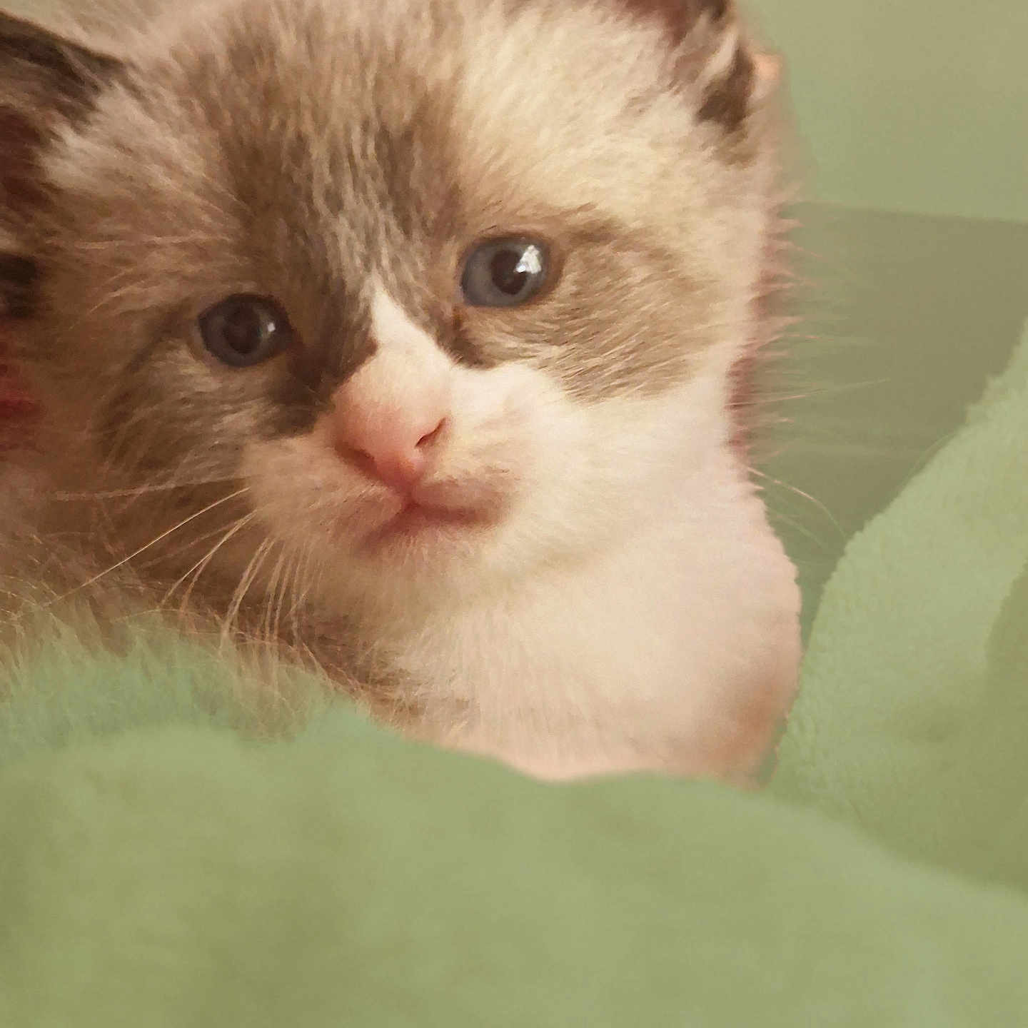 Blue a rejoint le concours — aidez-le/la à gagner de superbes lots ! abyssinian, angora, animal, cat, kitten, manx, pet, siamese