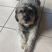 Mahoa participe au concours pour gagner de l'argent avec cette photo : dog, indoor, tile_floor, mat, tail, fur, pet, looking_up, brown, black, white, eyes, nose, paws, household, door, window, relaxed, companion, animal