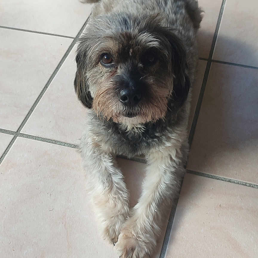 Mahoa participe au concours pour gagner de l'argent avec cette photo : animal, black, brown, companion, dog, door, eyes, fur, household, indoor, looking_up, mat, nose, paws, pet, relaxed, tail, tile_floor, white, window