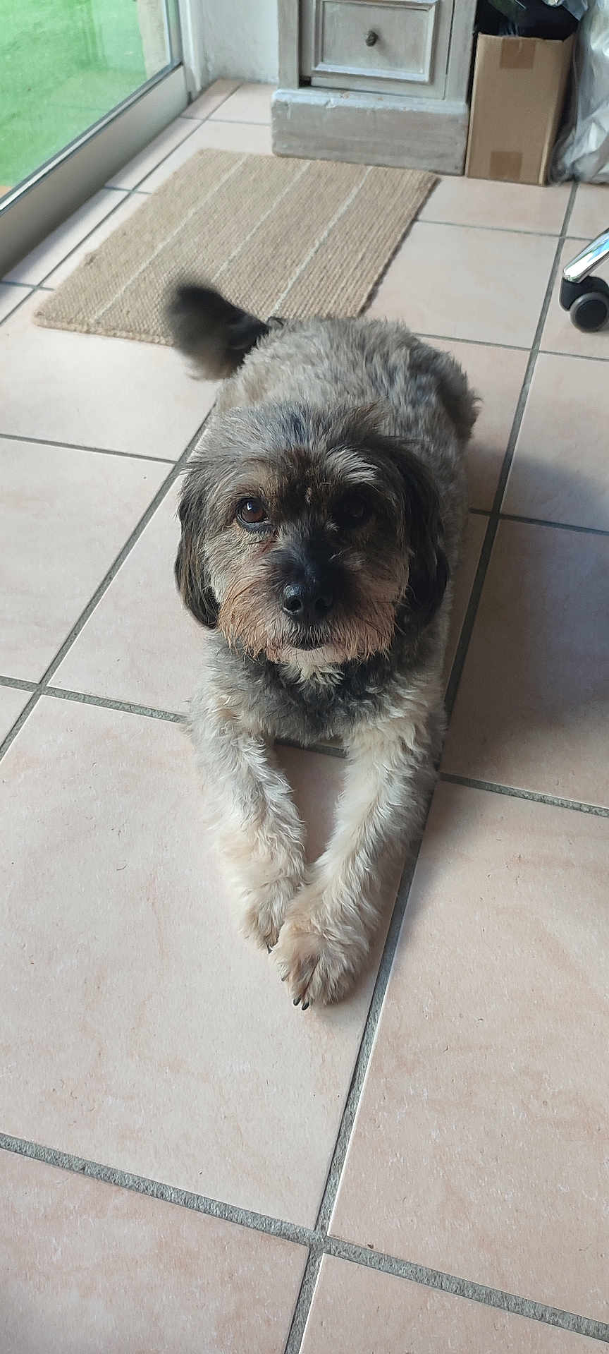 Mahoa participe au concours pour gagner de l'argent avec cette photo : dog, indoor, tile_floor, mat, tail, fur, pet, looking_up, brown, black, white, eyes, nose, paws, household, door, window, relaxed, companion, animal