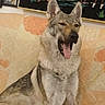 dog, canine, indoor, couch, furniture, animal, pet, tongue, yawning, sitting, ears, fur, face, expression, painting, wall, home, relaxed, mammal, tongue_out