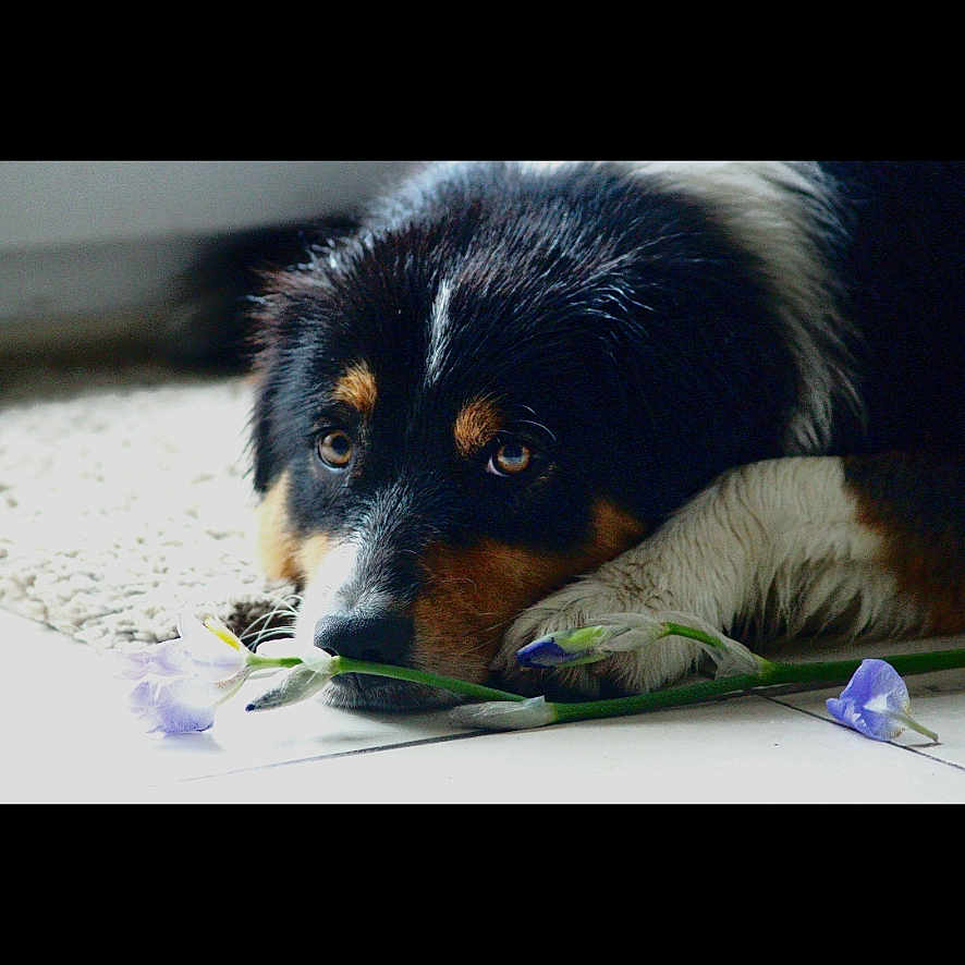 Vicky participe au concours pour gagner de l'argent avec cette photo : animal, appenzeller, canine, cat, cockerspaniel, collie, couch, dog, furniture, homedecor, hound, husky, manx, papillon, person, pet, puppy, sleeping, snout, terrier