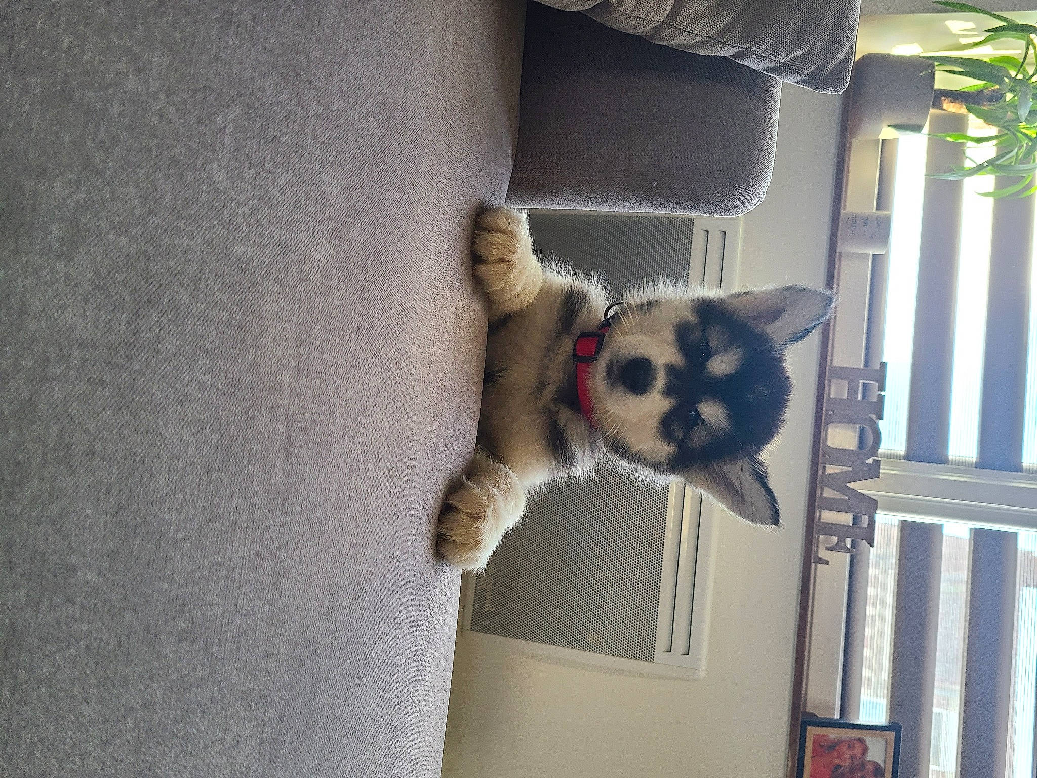 Maya a rejoint le concours — aidez-le/la à gagner de superbes lots ! carnivore, cat, dog_breed, domestic_short_haired_cat, door, fawn, felidae, fur, grey, paw, small_to_medium_sized_cats, snout, stuffed_toy, tail, terrestrial_animal, tree, twig, whiskers, window, wood