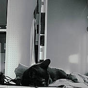 Willow a rejoint le concours — aidez-le/la à gagner de superbes lots ! animal, bed, bedroom, blackcat, canine, cat, computer, couch, dog, electronics, furniture, indoors, interiordesign, laptop, pc, person, pet, room, shelf, sleeping