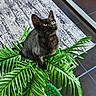 Willow participe au concours pour gagner de l'argent avec cette photo : abyssinian, animal, bird, blackbird, blackcat, cat, fern, green, jar, kitten, leaf, manx, pet, plant, planter, pottedplant, pottery, tree, vase, vegetation