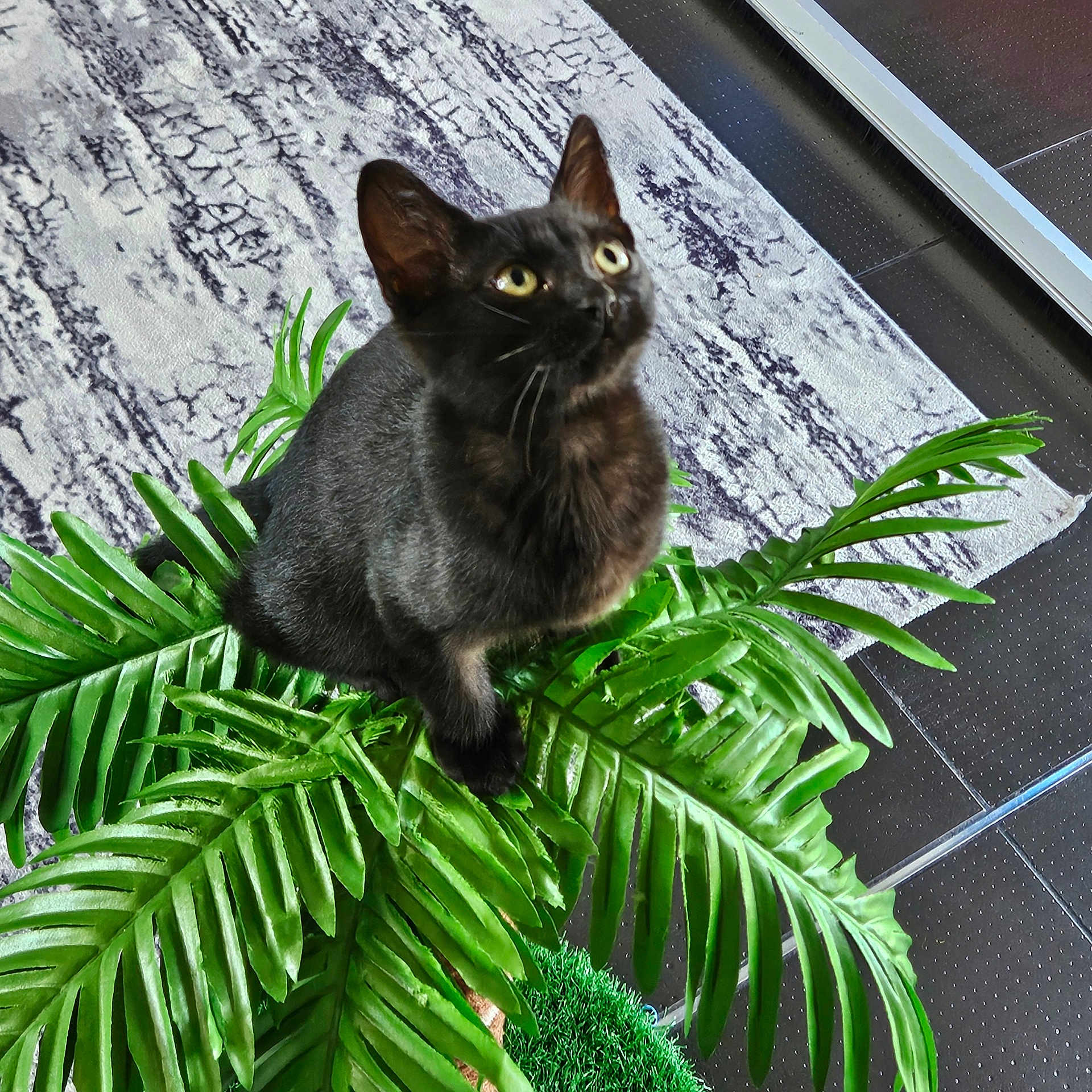 Willow participe au concours pour gagner de l'argent avec cette photo : abyssinian, animal, bird, blackbird, blackcat, cat, fern, green, jar, kitten, leaf, manx, pet, plant, planter, pottedplant, pottery, tree, vase, vegetation