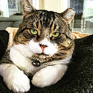 Tank joined the competition — help win amazing prizes! animal, bell, cat, close_up, collar, cozy, cute, domestic, feline, fur, green_eyes, indoor, mammal, paws, pet, portrait, relaxed, resting, tabby, whiskers