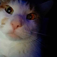 Gibson joined the competition — help win amazing prizes! cat, close_up, face, whiskers, fur, eyes, pet, animal, domestic_animal, nose, portrait, indoor, curious, feline, muzzle, whisker, closeup, dark_background, looking, head